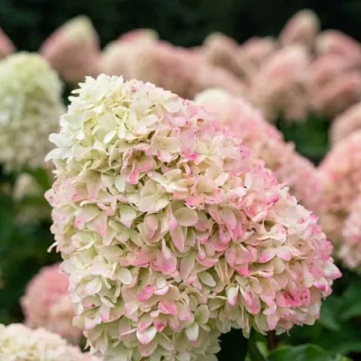 Гортензия САММЕР ЛАВ метельчатая в Смоленске