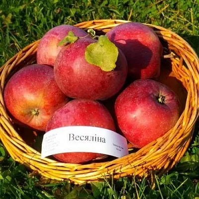 Яблоня ВЕСЯЛИНА  Яблоня ВЕСЯЛИНА в Смоленске