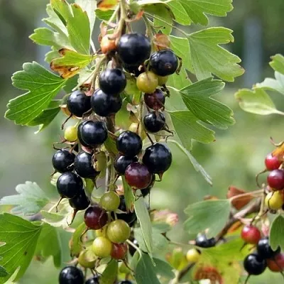 Смородина золотистая ПЛОТНОМЯСАЯ в Смоленске