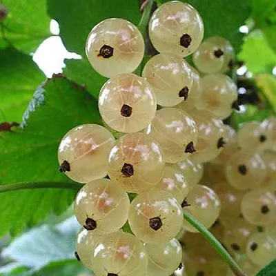 Смородина белая ЮТЕРБОРГСКАЯ  Смородина белая ЮТЕРБОРГСКАЯ в Смоленске