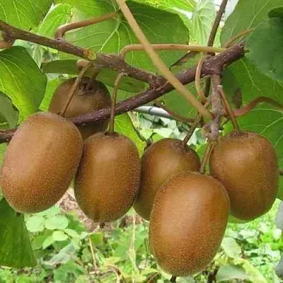 Актинидия ХЕЙВАРД деликатесная   Актинидия ХЕЙВАРД деликатесная  в Смоленске