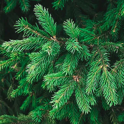 Ель Ель в Смоленске