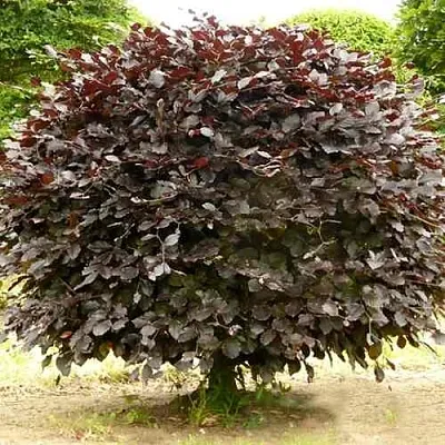 Бук лесной АТРОПУНИЦЕА  Бук лесной АТРОПУНИЦЕА в Смоленске