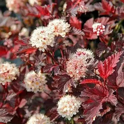 Пузыреплодник ЛЕДИ ИН РЕД  Пузыреплодник ЛЕДИ ИН РЕД в Смоленске