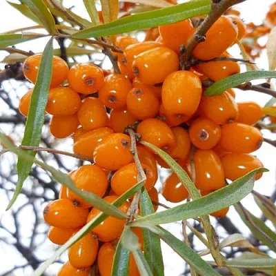 Облепиха КОСТЕР в Смоленске