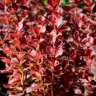 Барбарис ВУЛКАНО тунберга  Барбарис ВУЛКАНО тунберга в Смоленске