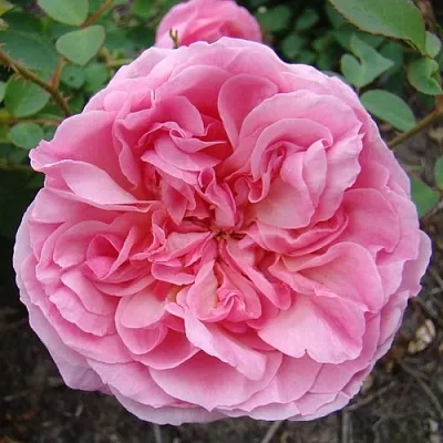 Саженцы роз ХАЙДИ ХОЛЛ английская  Саженцы роз ХАЙДИ ХОЛЛ английская в Смоленске