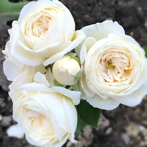 Роза АРТЕМИС шраб в Смоленске