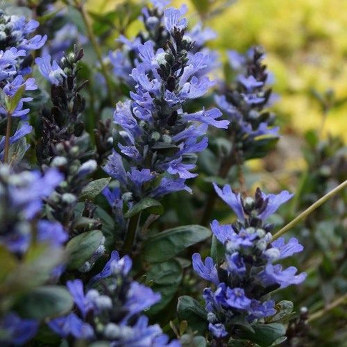 Живучка ШОКОЛАТ ЧИП ползучая в Смоленске