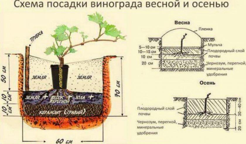 Как посадить саженцы винограда?