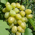 Виноград в Смоленске