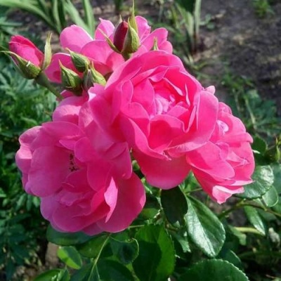 Роза АНГЕЛА флорибунда в Смоленске