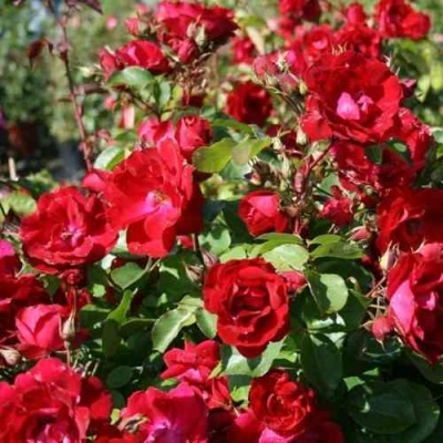 Роза ЧАМПЛЕЙН флорибунда в Смоленске