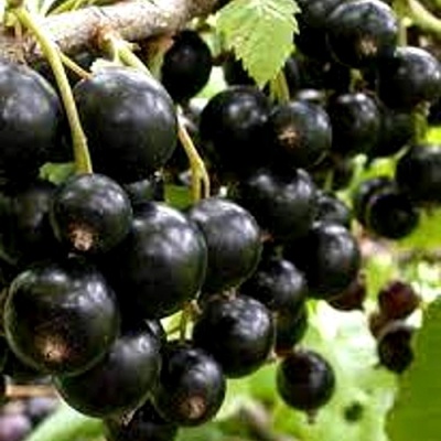 Смородина черная ОРЛОВСКИЙ ВАЛЬС в Смоленске