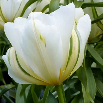 Тюльпан ВАЙТ ВАЛЛЕЙ фостера в Смоленске