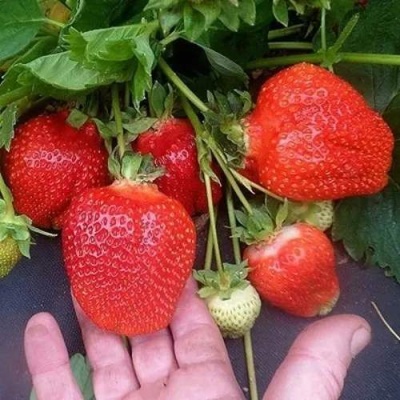 Клубника АЗИЯ в Смоленске