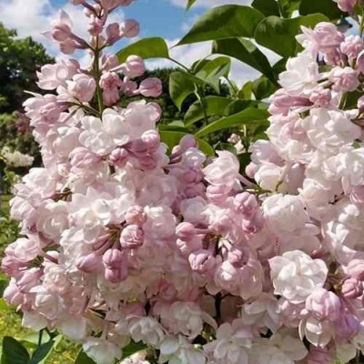 Сирень КРАСАВИЦА МОСКВЫ в Смоленске