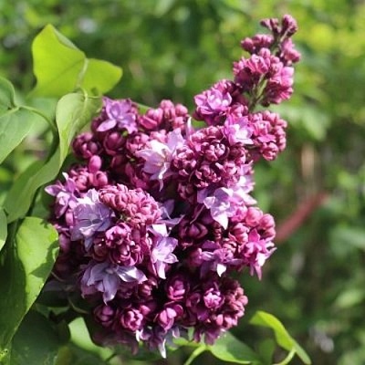 Сирень МАРШАЛ МАЛИНОВСКИЙ в Смоленске
