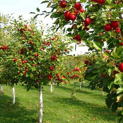 Плодовые деревья в Смоленске