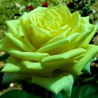 Роза АМАНДИНА чайно-гибридная  в Смоленске