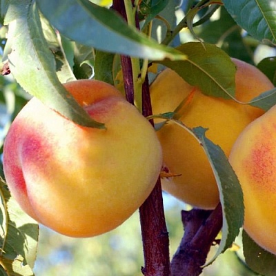 Персики в Смоленске
