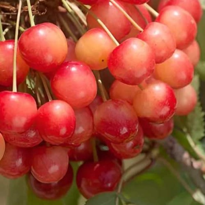 Черешня ЮЛИЯ в Смоленске