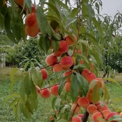 Персик ВУЛКАН в Смоленске