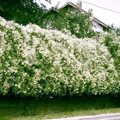 Фаллопия в Смоленске
