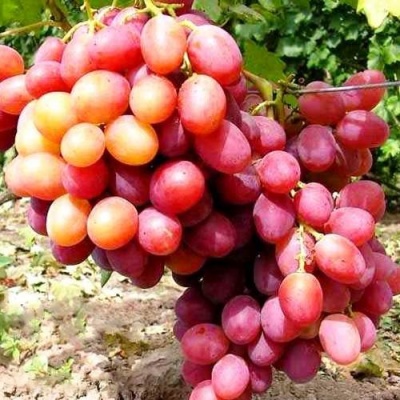 Виноград АНЮТА в Смоленске