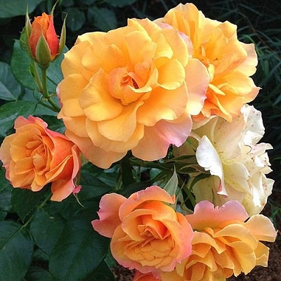 Роза ТЕКИЛА флорибунда  в Смоленске