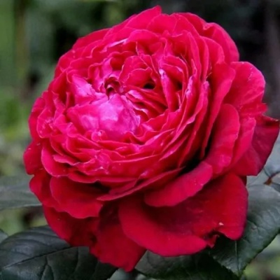 Роза 4 ВЕТРОВ флорибунда  в Смоленске
