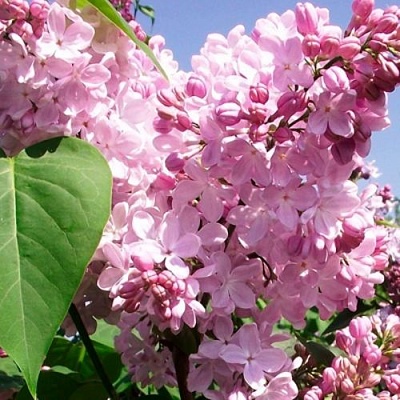 Сирень АДЕЛИНА в Смоленске