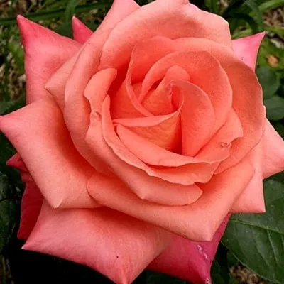 Чайно-гибридный сорт розы «Суперстар»: особенности выращивания и уход