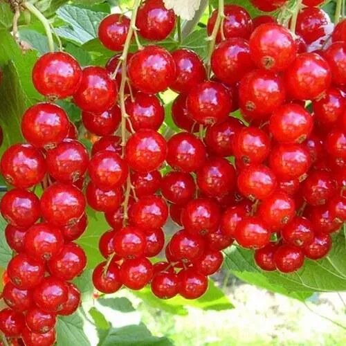 Смородина красная ФЕРТОДИ в Смоленске