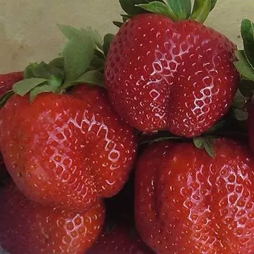 Клубника ДЕСТЕНИ в Смоленске