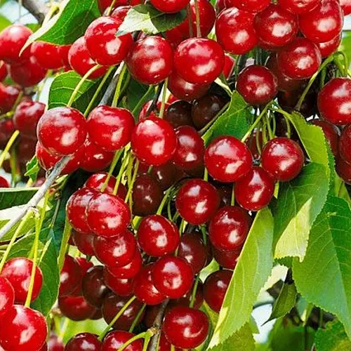 Вишня БРУСНИЦЫНА степная в Смоленске