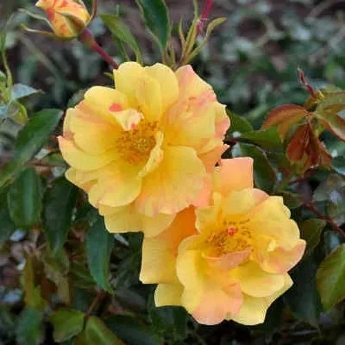 Роза АНГЕЛИНА ФРЕСКА флорибунда  в Смоленске