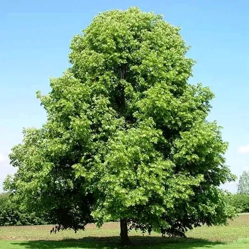 Липа мелколистная в Смоленске