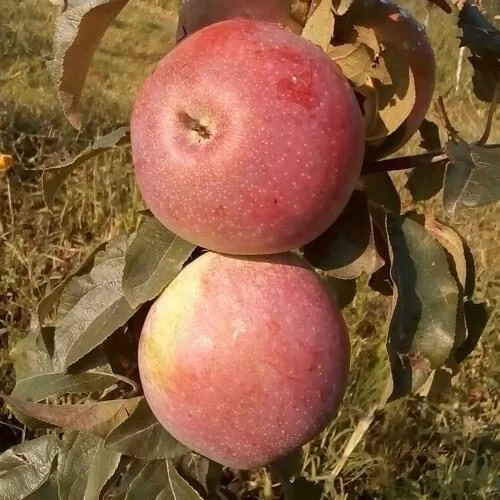 Яблоня АКСАМИТ в Смоленске