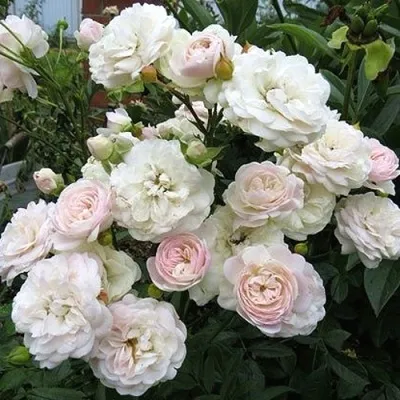 Купить Роза СВАНИ почвопокровная в Смоленске - описание, отзывы